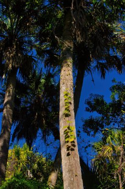 Sebastian Körfezi Parkı 'ndaki Mangrove ormanında yürüyüş.