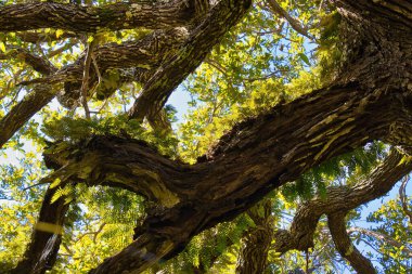 Sebastian Körfezi Parkı 'ndaki Mangrove ormanında yürüyüş.