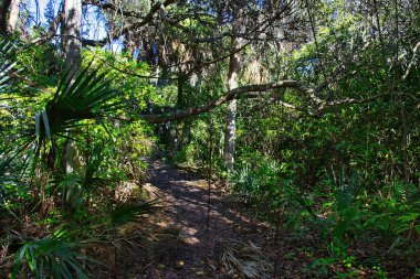 Sebastian Körfezi Parkı 'ndaki Mangrove ormanında yürüyüş.