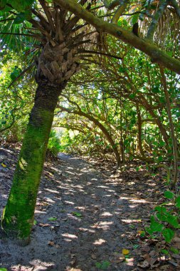 Sebastian Körfezi Parkı 'ndaki Mangrove ormanında yürüyüş.