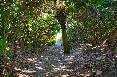 Sebastian Körfezi Parkı 'ndaki Mangrove ormanında yürüyüş.