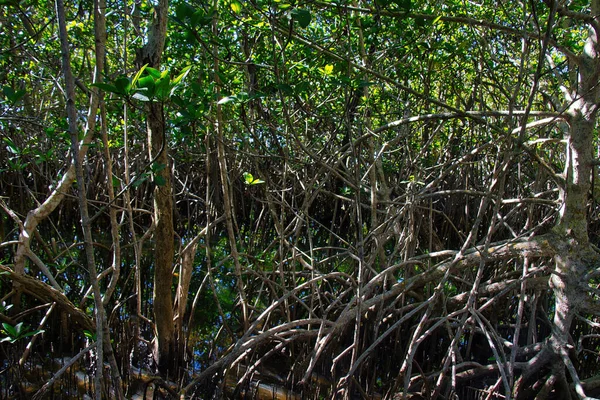 Sebastian Körfezi Parkı 'ndaki Mangrove ormanında yürüyüş.