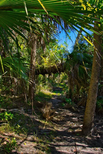 Sebastian Körfezi Parkı 'ndaki Mangrove ormanında yürüyüş.