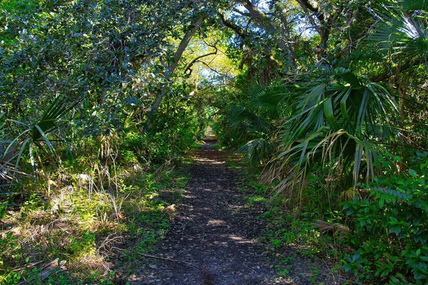 Randonnée Pédestre Dans Une Forêt Mangroves Dans Parc National Sebastian — Photo