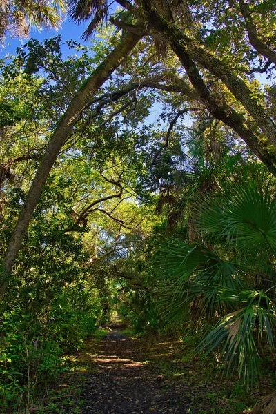 在塞巴斯蒂安湾国家公园的红树林中远足 — 图库照片