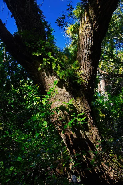 Caminhadas Uma Floresta Mangue Sebastian Inlet State Park — Fotografia de Stock