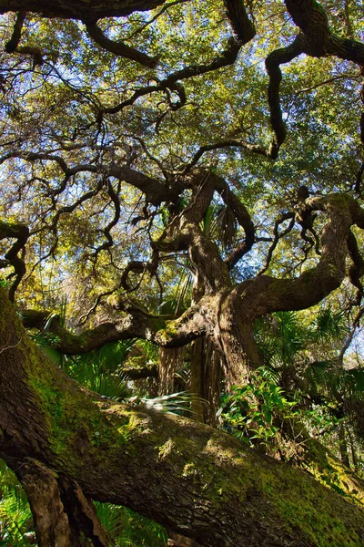 Sebastian Körfezi Parkı 'ndaki Mangrove ormanında yürüyüş.
