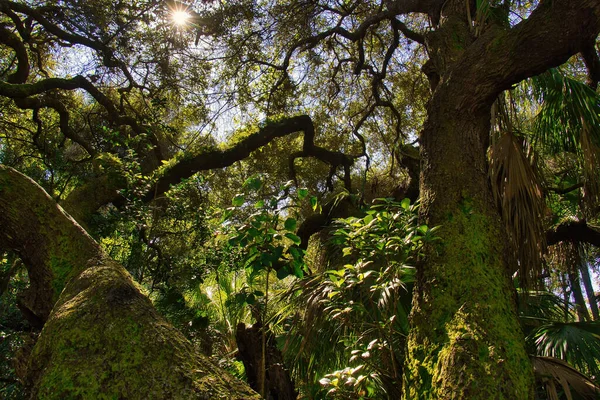 Sebastian Körfezi Parkı 'ndaki Mangrove ormanında yürüyüş.