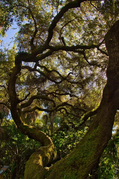 Caminhadas Uma Floresta Mangue Sebastian Inlet State Park — Fotografia de Stock