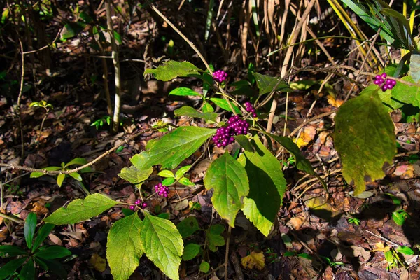 Wandern Einem Mangrovenwald Sebastian Inlet State Park — Stockfoto