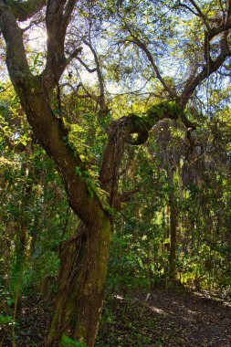 Sebastian Körfezi Parkı 'ndaki Mangrove ormanında yürüyüş.