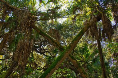 Sebastian Körfezi Parkı 'ndaki Mangrove ormanında yürüyüş.
