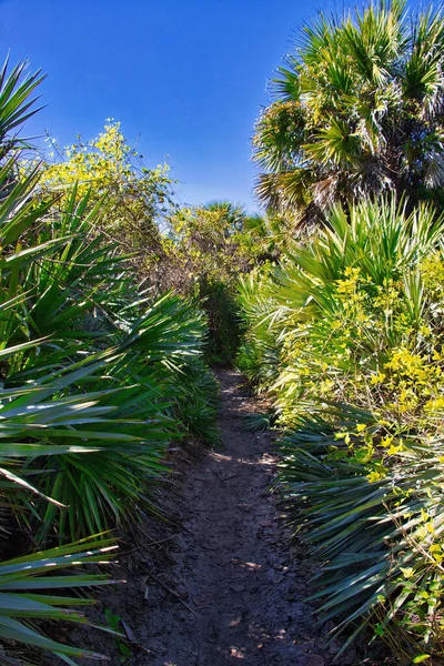 Sebastian Körfezi Parkı 'ndaki Mangrove ormanında yürüyüş.