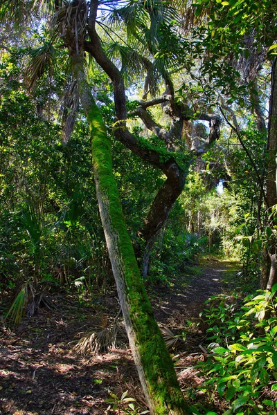Πεζοπορία Ένα Δάσος Mangrove Στο Sebastian Inlet State Park — Φωτογραφία Αρχείου