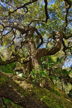 Sebastian Körfezi Parkı 'ndaki Mangrove ormanında yürüyüş.