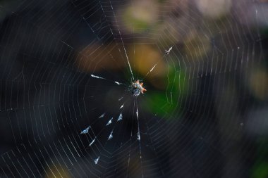 Sebastian Körfezi Parkı 'ndaki Mangrove ormanında yürüyüş.