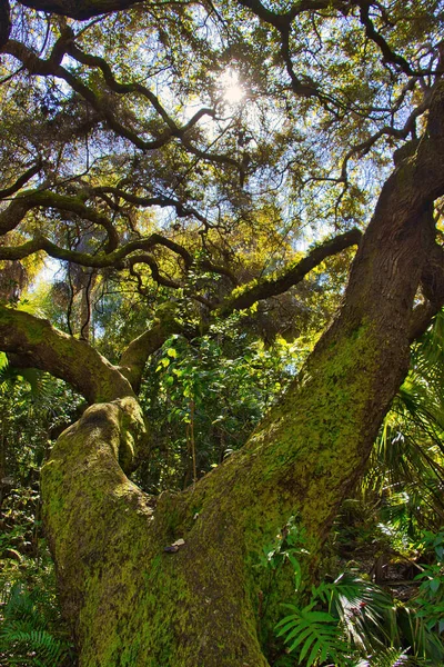 Caminhadas Uma Floresta Mangue Sebastian Inlet State Park — Fotografia de Stock