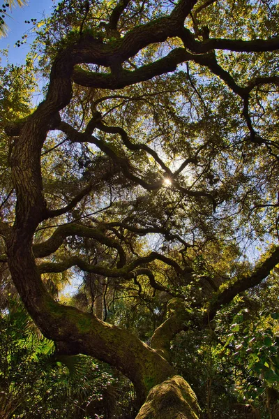 Caminhadas Uma Floresta Mangue Sebastian Inlet State Park — Fotografia de Stock