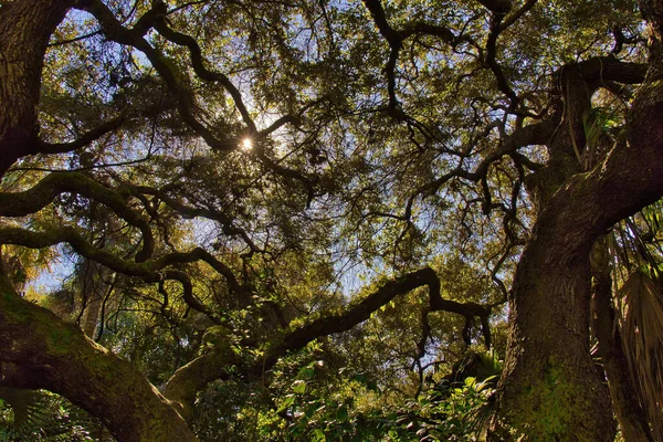 Sebastian Körfezi Parkı 'ndaki Mangrove ormanında yürüyüş.