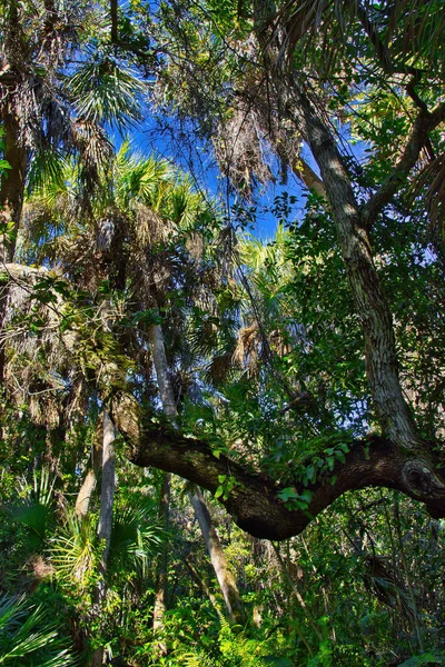 在塞巴斯蒂安湾国家公园的红树林中远足 — 图库照片