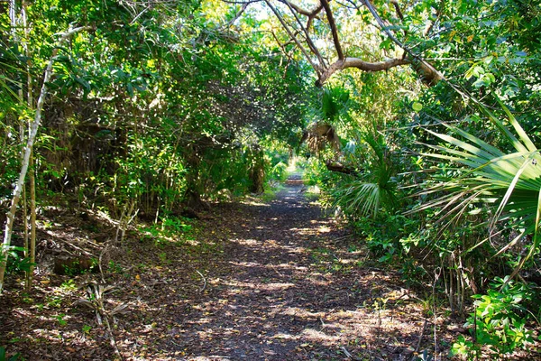 Sebastian Körfezi Parkı 'ndaki Mangrove ormanında yürüyüş.