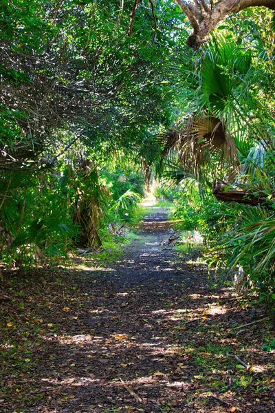 Caminhadas Uma Floresta Mangue Sebastian Inlet State Park — Fotografia de Stock