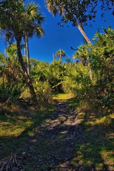 Randonnée Pédestre Dans Une Forêt Mangroves Dans Parc National Sebastian — Photo