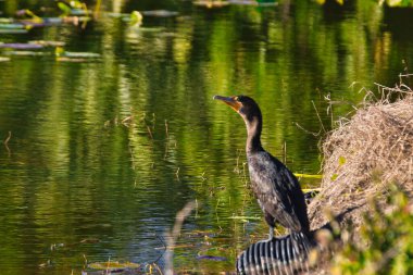 Stuart Florida 'da vahşi kuşlar golf sahasında