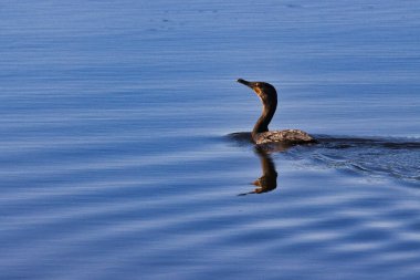 Stuart Florida 'da vahşi kuşlar golf sahasında