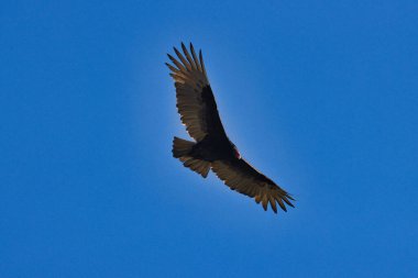 Stuart Florida 'da vahşi kuşlar golf sahasında