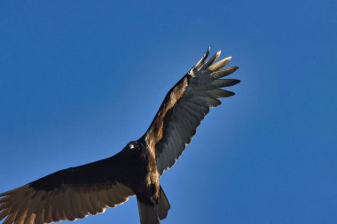 Stuart Florida 'da vahşi kuşlar golf sahasında