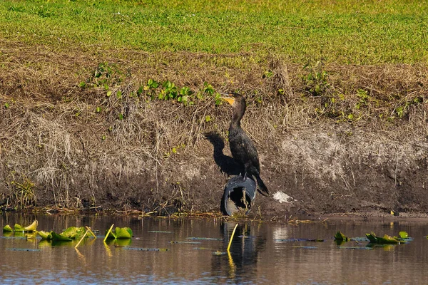 Aves Selvagens Stuart Florida Campo Golfe — Fotografia de Stock