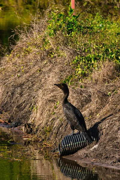 Aves Selvagens Stuart Florida Campo Golfe — Fotografia de Stock