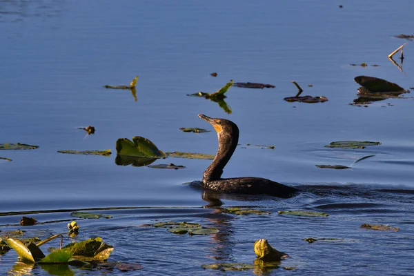 Aves Selvagens Stuart Florida Campo Golfe — Fotografia de Stock