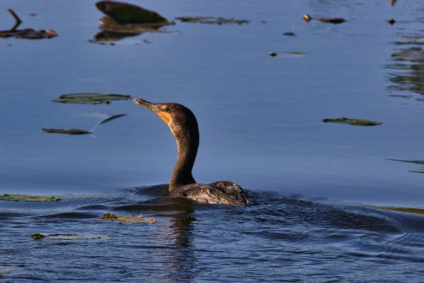 Aves Selvagens Stuart Florida Campo Golfe — Fotografia de Stock