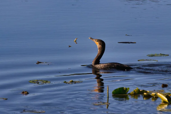 Aves Selvagens Stuart Florida Campo Golfe — Fotografia de Stock