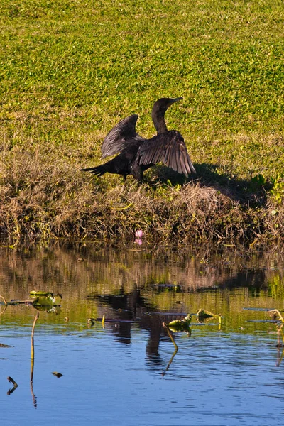 Aves Silvestres Stuart Florida Campo Golf —  Fotos de Stock