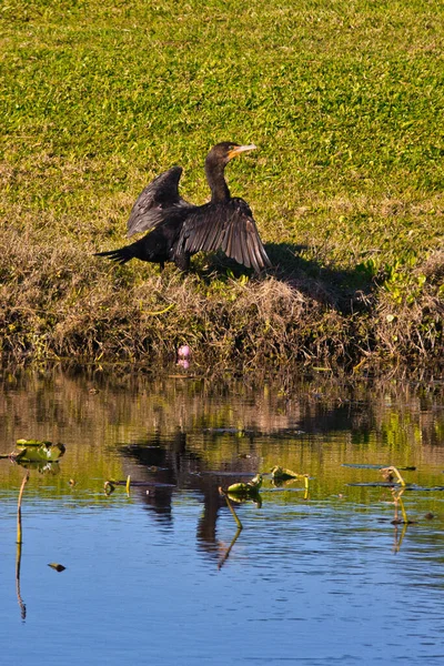 Aves Silvestres Stuart Florida Campo Golf —  Fotos de Stock