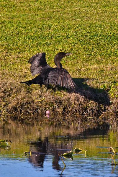 Aves Selvagens Stuart Florida Campo Golfe — Fotografia de Stock