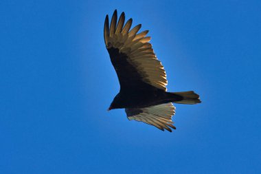 Stuart Florida 'da vahşi kuşlar golf sahasında