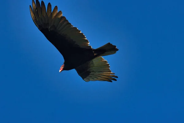 Wildvögel Stuart Florida Auf Einem Golfplatz — Stockfoto