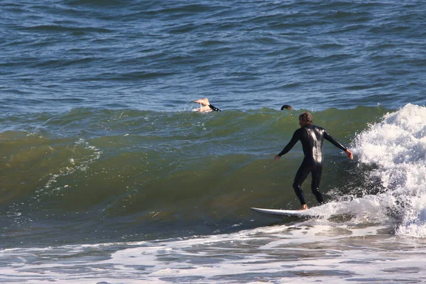 Surfing Rincon Cove California —  Fotos de Stock