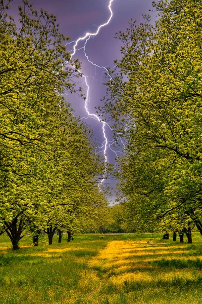 Green Farm Fields Clarksdale Mississippi — Photo