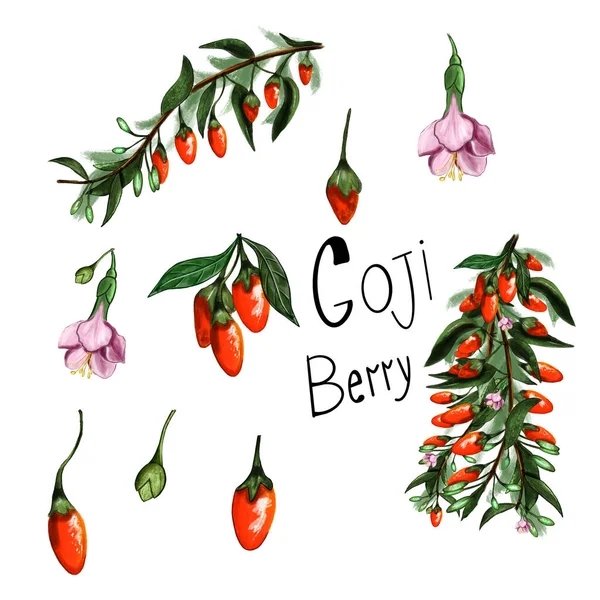 Illustration set of goji berries — ストック写真