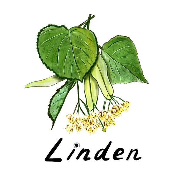 Illustration of linden officinalis with yellow flowers — Stock Photo, Image