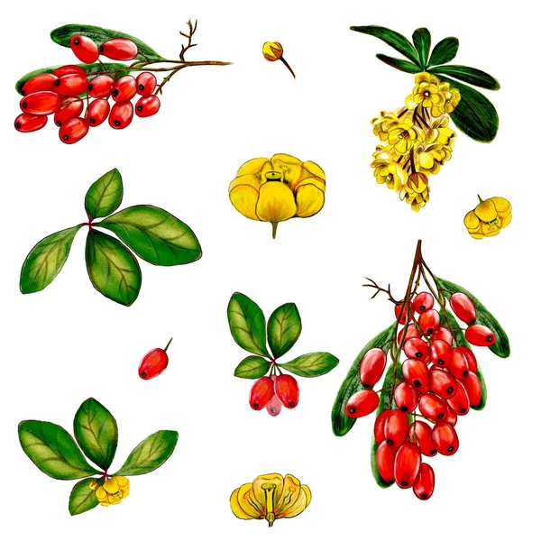 Illustration set barberry flowers leaves seed — Stock Photo, Image