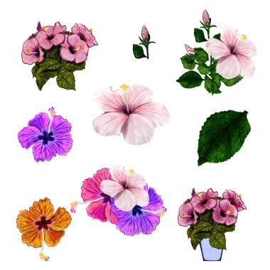 illustration set of hibiscus pink flower