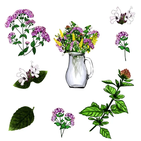 Illustration set of oregano officinalis — Stock Photo, Image