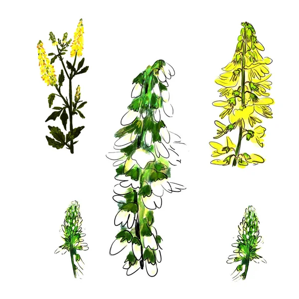 Illustration set sweet clover yellow officinalis — Stock Photo, Image