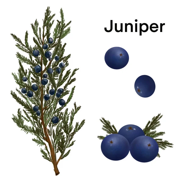 Illustration set of juniper berries — Stock Photo, Image